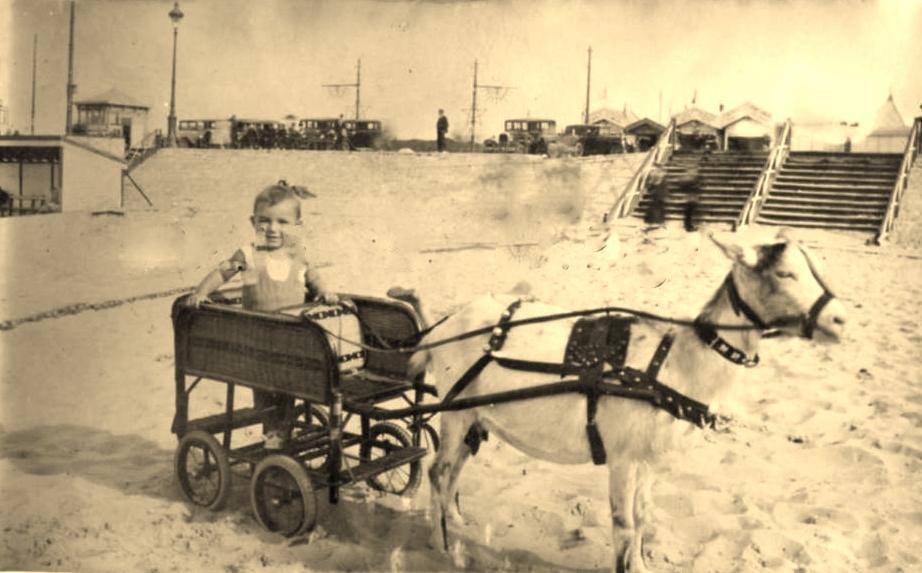photographie calais un attelage de chèvre en 1933